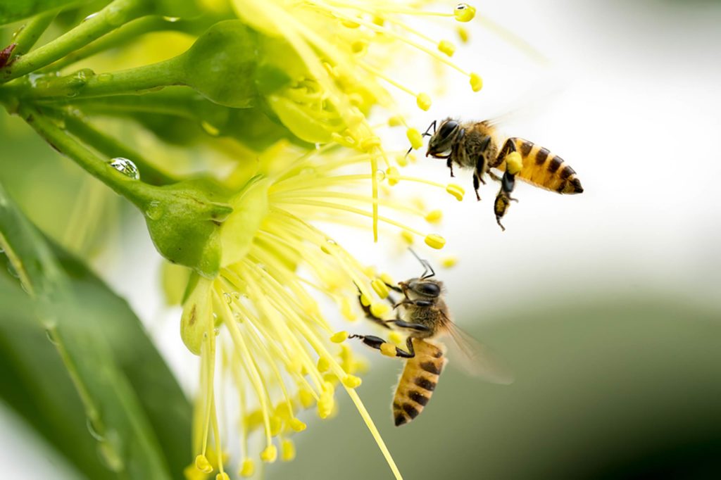 las abejas