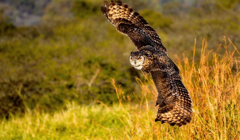 animal carnivoro importancia mundo