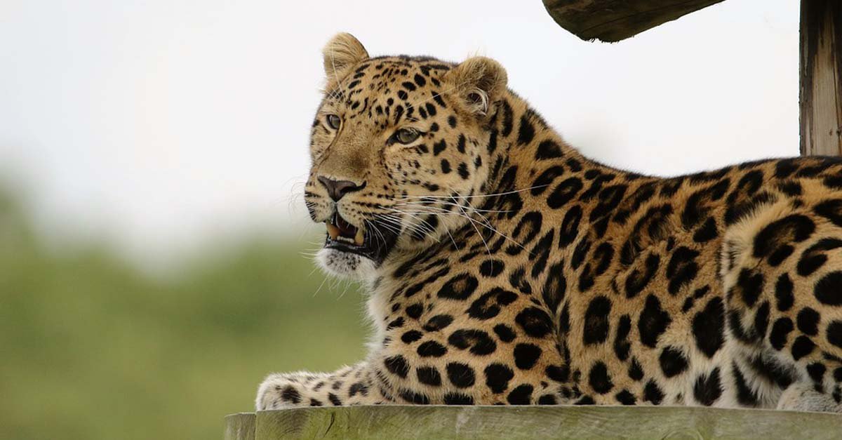importancia animales carnivoros