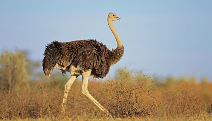 avestruz vertebrado medio terráqueo