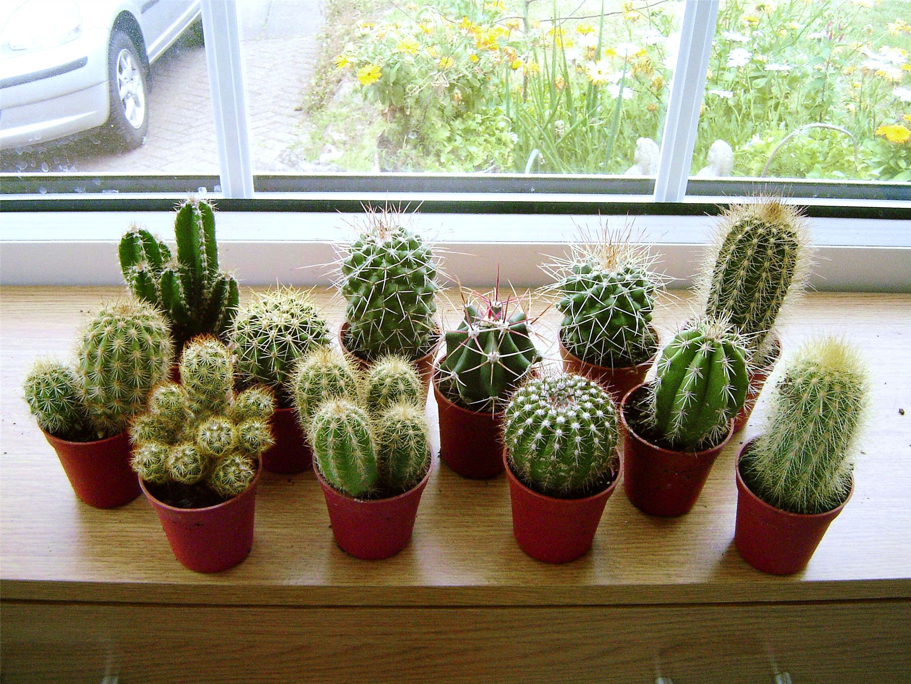 cuidado cactus hogar