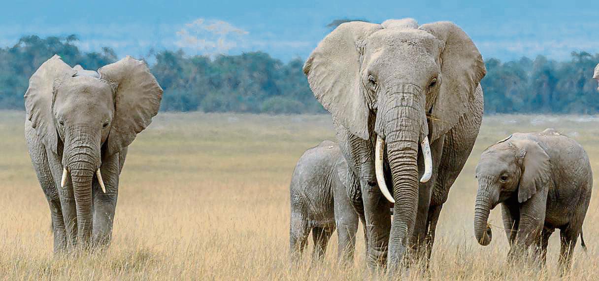 elefante mamífero vertebrado medio terráqueo