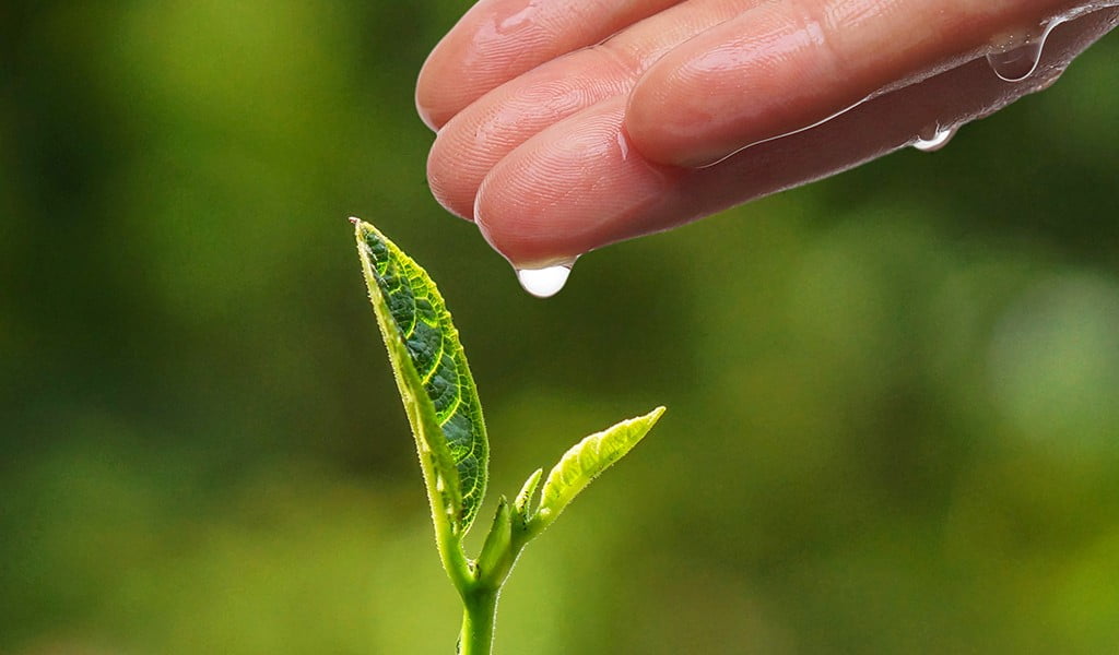 Cuidado medio ambiente