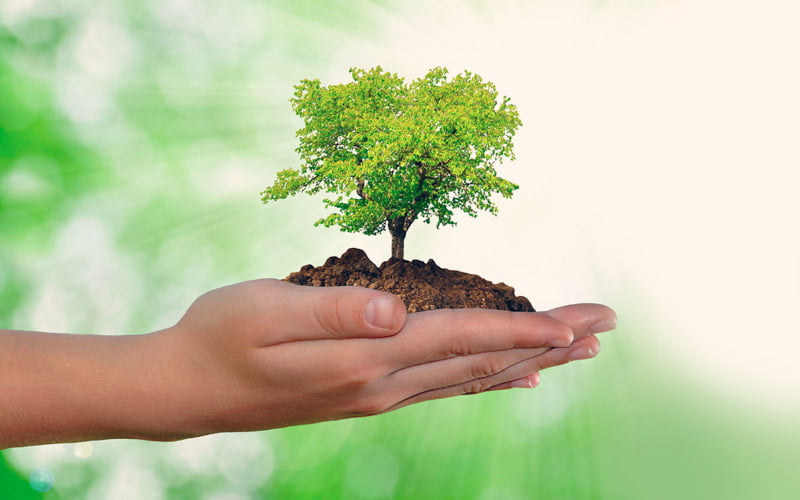 Importancia cuidar medio ambiente