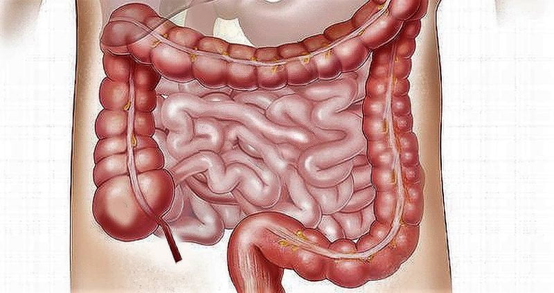 El intestino delgado